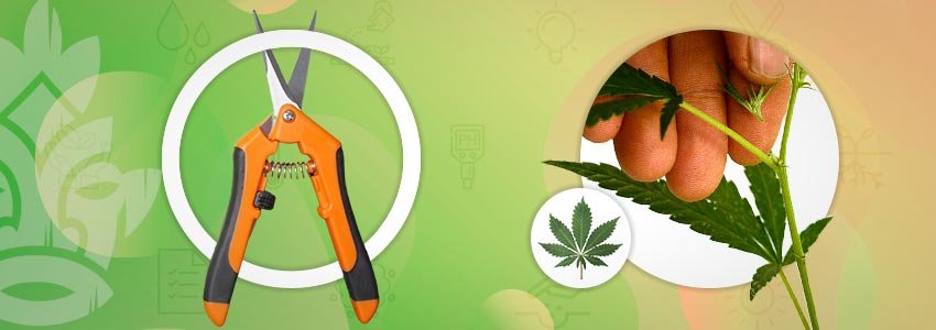 CANNABIS PRUNING AND TRAINING TECHNIQUES